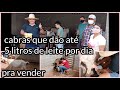 visitei a criação de cabras leiteiras de um amigo em Surubim agreste de Pernambuco criação top