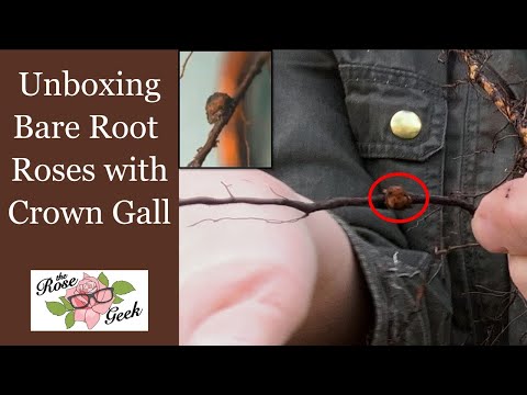 Video: What are Cynipid Geting Rose Cane Galls - Information och tips om att eliminera gallar på rosor