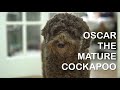 Oscar - The Mature Cockapoo