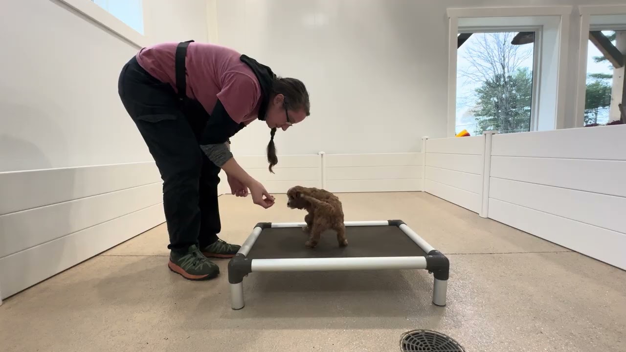 Rosie Training Session 11/18