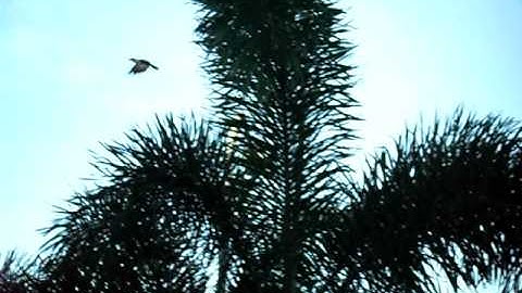 The camera-shy crow : Aeromancy - Cheiromancy - Oneiromancy