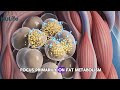 MOTS-C vs AOD-9604 | Metabolic &amp; Fat Loss Peptides Compared in under 3 Minutes