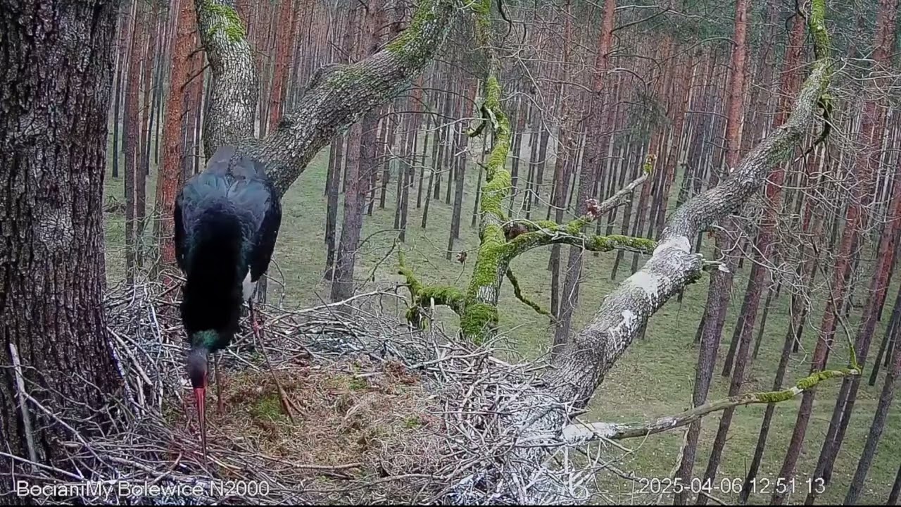 Bardzo mocno wkurzony bocian czarny w Bolewicach / A very angry black stork in Bolewice /