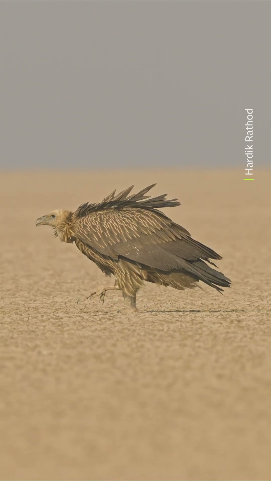 Meet the Himalaya's heaviest and largest vulture: The Himalayan griffon vulture #Animals #Shorts