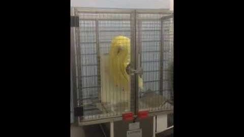 Loynds 5kg Mini Pulling Machine. First Model