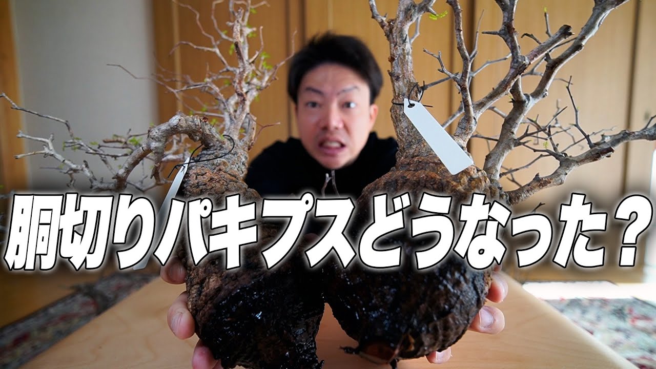 【発根管理】胴切り状態になったパキプスのその後をお見せします【オペルクリカリア パキプス】【植物】