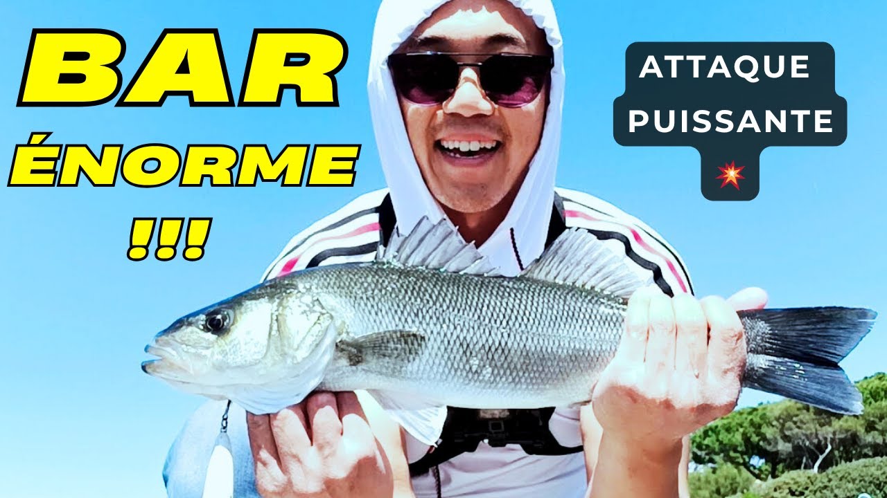 🎣 BAR ÉNORME ! COMBAT INTENSE ! Pêché du Bord au Mister Joe Sakura 🌊 Sud de la France #pêche #bar