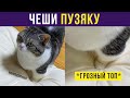 Приколы с котами. ЧЕШИ ПУЗЯКУ! | Мемозг #315