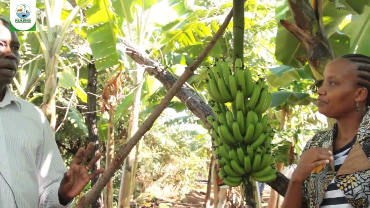 David Lukungu, farmer in Gulu District Reaps Big from Commercial Banana Farming - NARO
