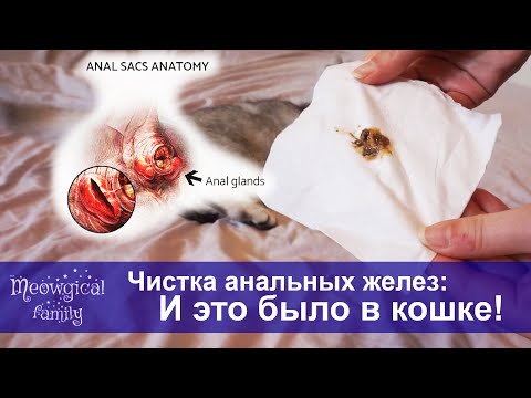Как почистить параанальные железы у кошки в домашних условиях