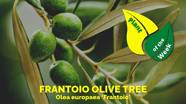 Frantoio Olive Tree  - Yard Coach's Plant of the Week | Who loves Olive Oil?