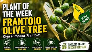 Frantoio Olive Tree - Usine De La Semaine De Yard Coach Qui Aime Lhuile Dolive?