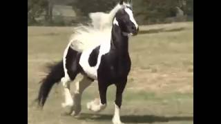 اجمل حصان في العالم