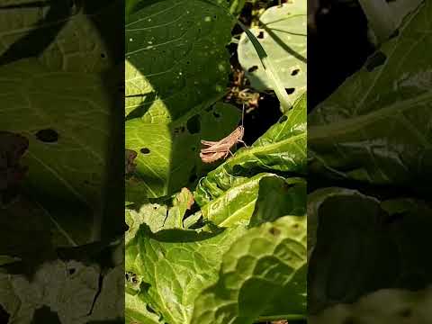 Кузнечик стрекочет 🦗