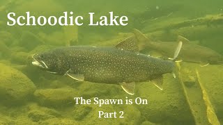 Underwater Drone Footage Schoodic Lake The Spawn is On Part 2