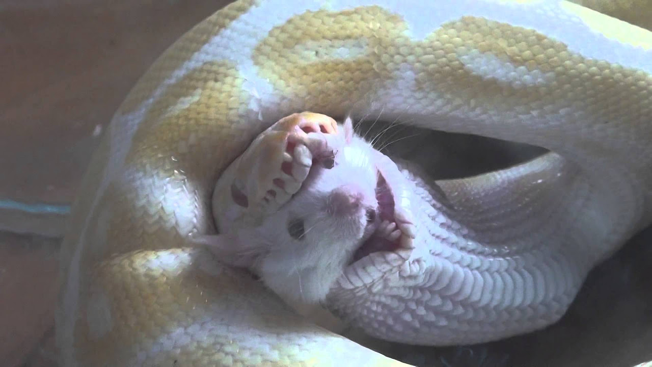 Ball Python (Albino) Swallow Mouse Backwards