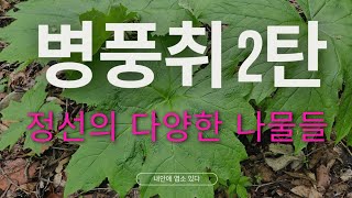 엄청난 병풍취(쌈) 군락을 다녀왔습니다. 정선지역의 귀하고 맛좋은 나물들 #병풍쌈 #병풍취 #산나물