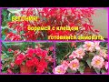 🌺🕷️🕸️БЕГОНИЯ в конце лета. Борюсь с паутинным клещём.Готовимся к зимовке.