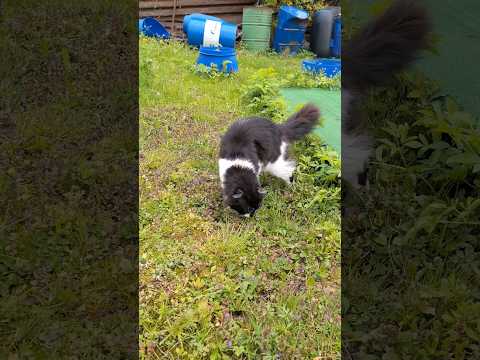 Видео: Котик Кузя следопыт кот #cat #кот #домашниеживотные