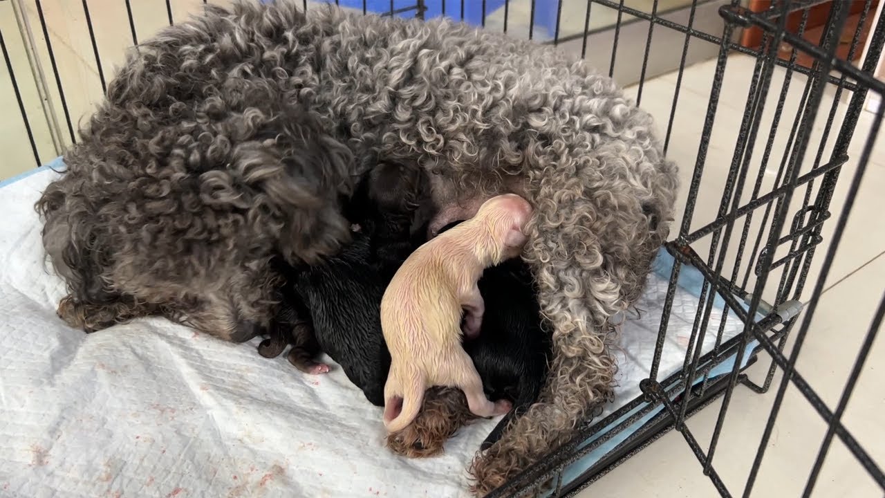 Dog gives birth: Mother dog gives birth to adorable puppies. - YouTube
