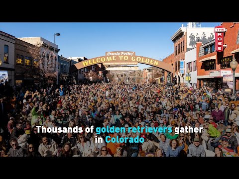 Thousands Of Golden Retrievers Gather In Colorado