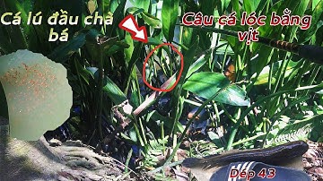 Câu cá lóc bằng vịt. Khai trương cần mới được một cặp hugo@TruongTu71