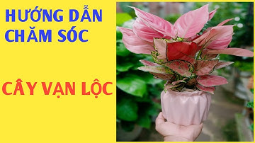 Hướng dẫn chăm sóc cây Vạn Lộc bền, đẹp