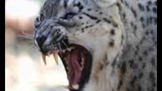 Will The Song Of The Snow Leopard