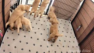 I Got the Food and You Got the Hunger! Breezy's Litter by Imagination Goldens 2,871 views 1 year ago 59 seconds