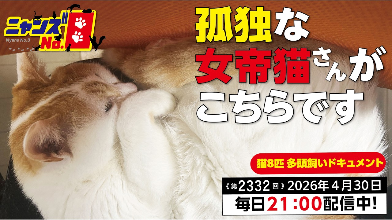 Episode 2332: Here is the lonely empress cat. - YouTube