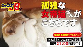 Episode 2332: Here is the lonely empress cat. - YouTube