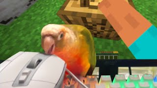 I Taught My Bird To Play Minecraft