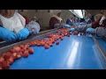 IQF Freezing surgélation fraises en IQF