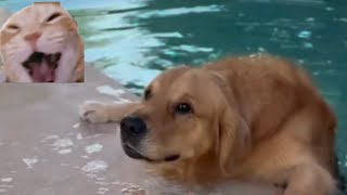 Funny most dramatic animal moments | pet compilation