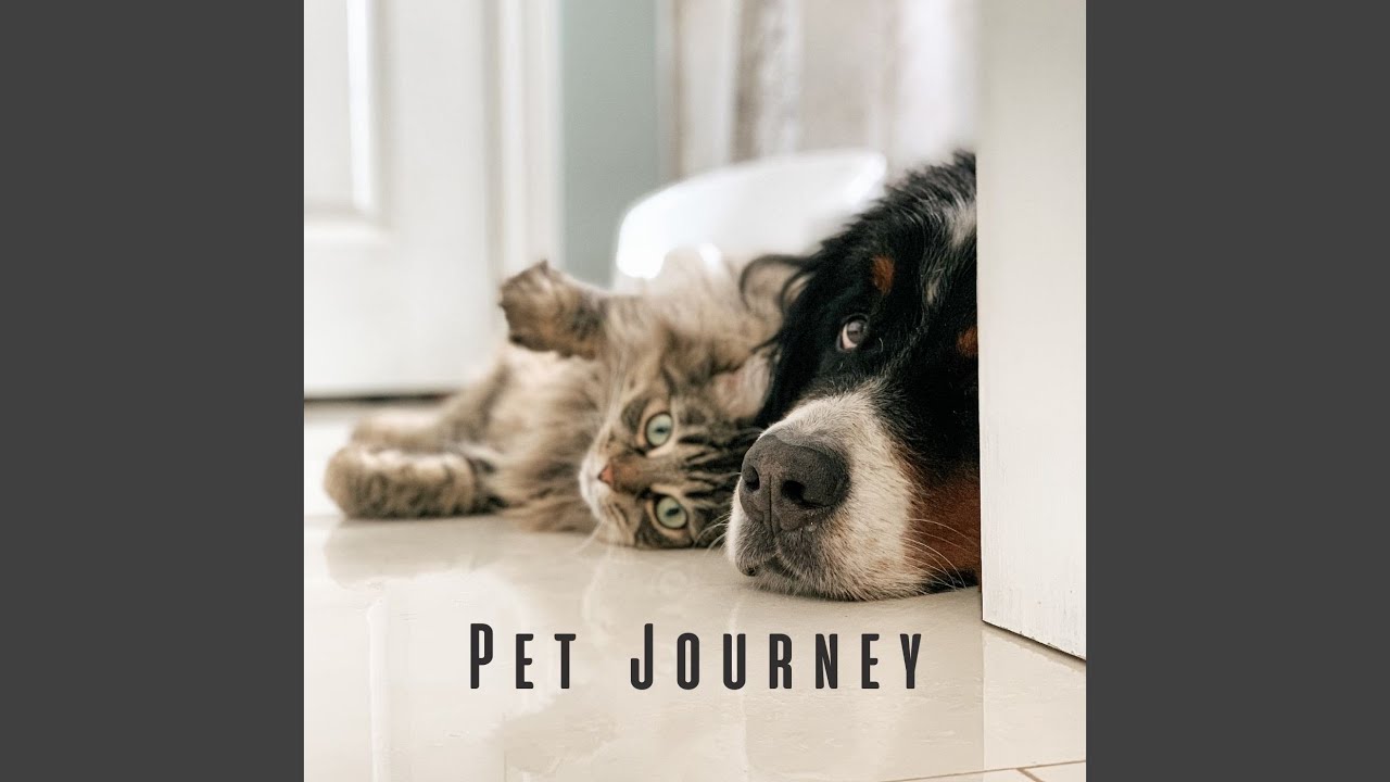 Calm Lofi Pet Whispers