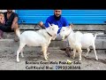 Bantom Goats for Sale|Bantom Bakra|Exotic Goats|Choudhary LiveStock Mumbai Kashif Bhai📲9920380618