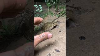 Catch Big Frogs Funny I Try Dont Laugh Iwepwep Catching Frogs Make You Laugh