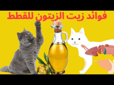 فوائد زيت الزيتون للقطط |ستندهش من فوائد زيت الزيتون على صحة قطتك