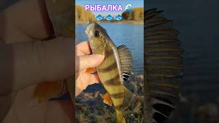 РЫБАЛКА на ПОПЛАВОЧНУЮ удочку🎣 природа🌿🍃 отдых 🌴лес🌲 река🌊⛵🌊⛵