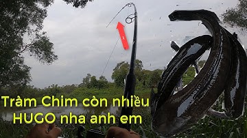 Câu Cá Lóc  Tràm Chim T#25 ||HUGO 1kg8