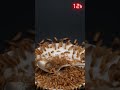 grok video b4ff2931 dfc1 4b98 a90e 62e1a08d159f