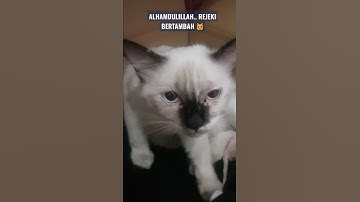 Alhamdulillah.. Rejeki Bertambah ❤ Kucing Melahirkan #shorts