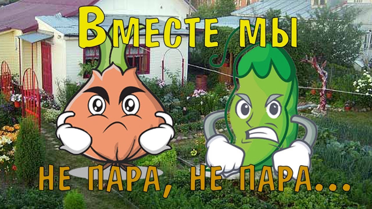 Эти растения нельзя сажать рядом