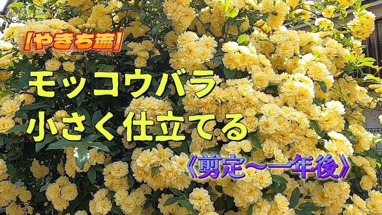 モッコウバラ　　抜き苗です　選べるおまけ付き モッコウバラ抜き苗です選べるおまけ付き
