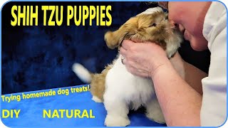 Shih Tzu Puppies 💥 Trying Homemade Treats!