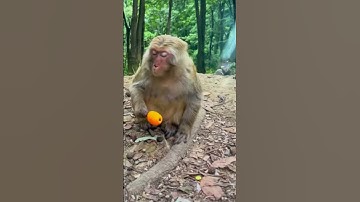 Ang arte mo huh🤣Even monkey don’t like the smell of durian😆🤣