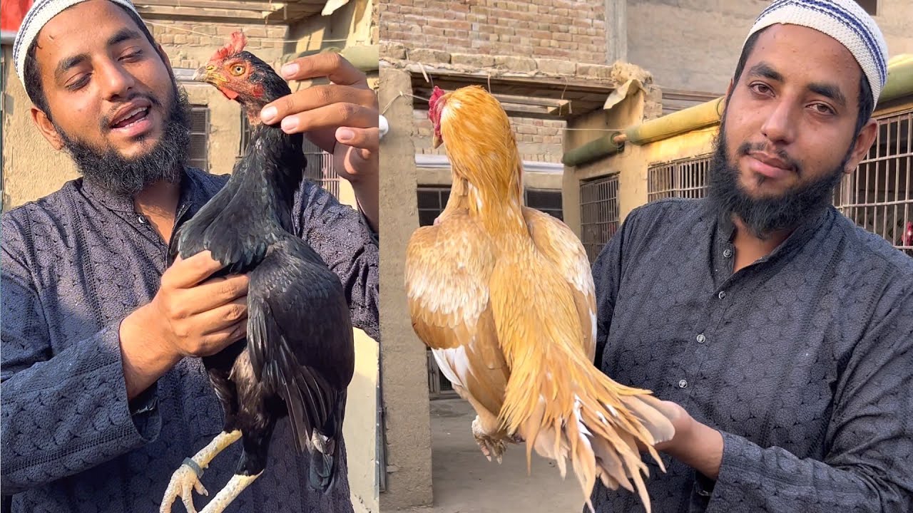 Sontol Murga And Aseel Bengum Female Cargo Done Chachu Mustafa ...
