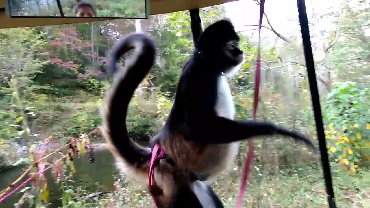 Found New swimming Hole, Spanky Spider Monkey YouTube