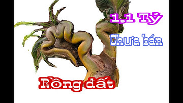 Cây dừa hình dáng như rồng ở Sóc Trăng - Cây dừa độc lạ || Độc Lạ Việt Nam