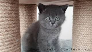 Miya&Miço oğlu yavru kedi by Lovetouch Cattery Kedi Evi 299 views 2 years ago 47 seconds